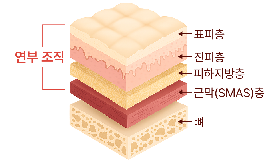 연부 조직(연조직)이란?